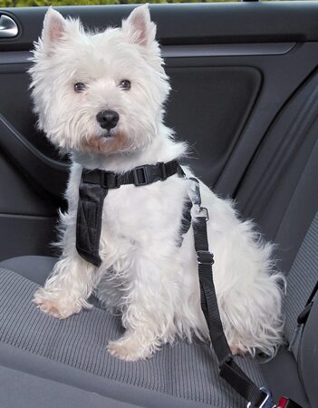 Trixie Hondentuig Auto Inclusief Gordel Zwart