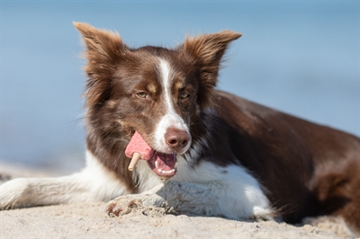 Trixie Ice Pop Rood - Afbeelding 10