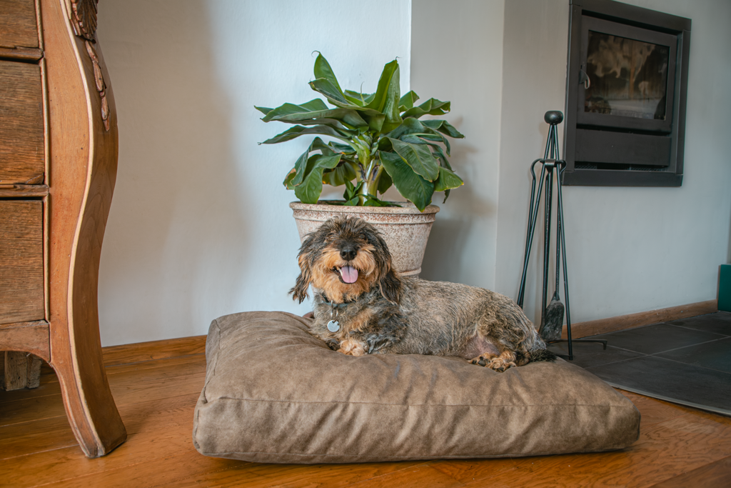 Let's Sleep Plush Pillow Hondenkussen XL Taupe - Afbeelding 2