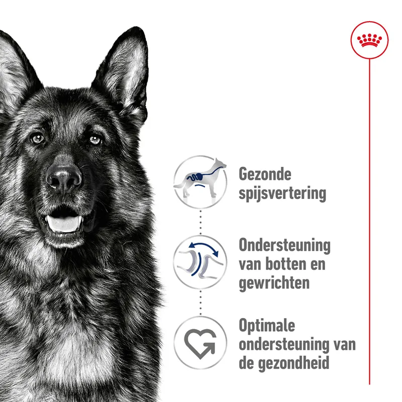 Royal Canin Maxi Adult - Afbeelding 5