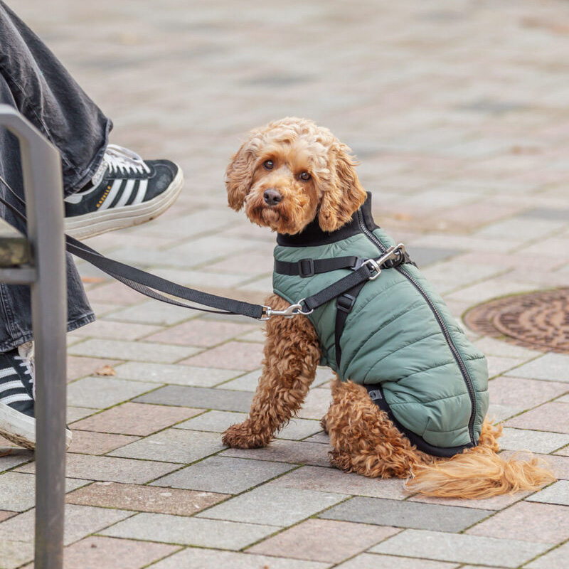 Trixie Hondenjas Pontis Met Tuig Saliegroen - Afbeelding 3
