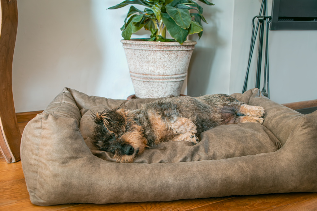 Let's Sleep Sweet Dreams Hondenmand Met Kussen XL Taupe