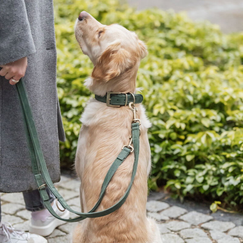 Trixie Halsband Hond Pure Leer Saliegroen
