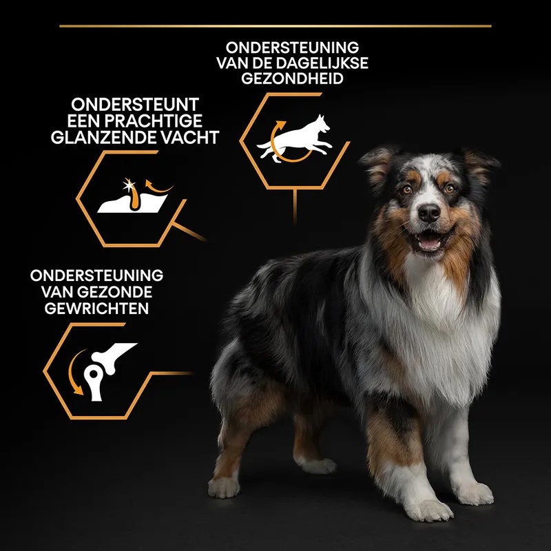 Pro Plan Dog Adult Medium Kip / Rijst 14kg
