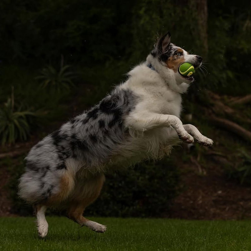 Chuckit! Max Glow Ultra Squeaker Ball M - Afbeelding 2