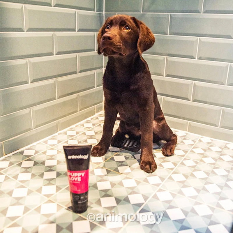 Animology Puppy Love Puppy Shampoo 250 ml - Afbeelding 2