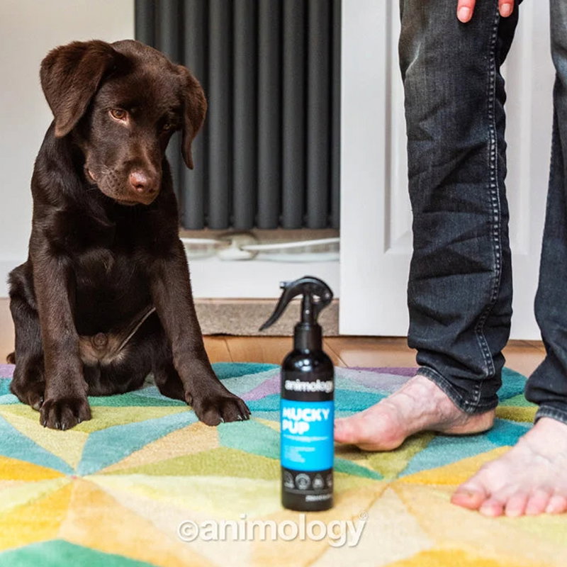 Animology Mucky Pup No Rinse Puppy Shampoo 250 ml - Afbeelding 2