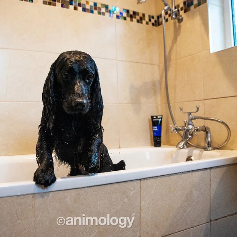 Animology Top Dog Conditioner 250 ml - Afbeelding 2