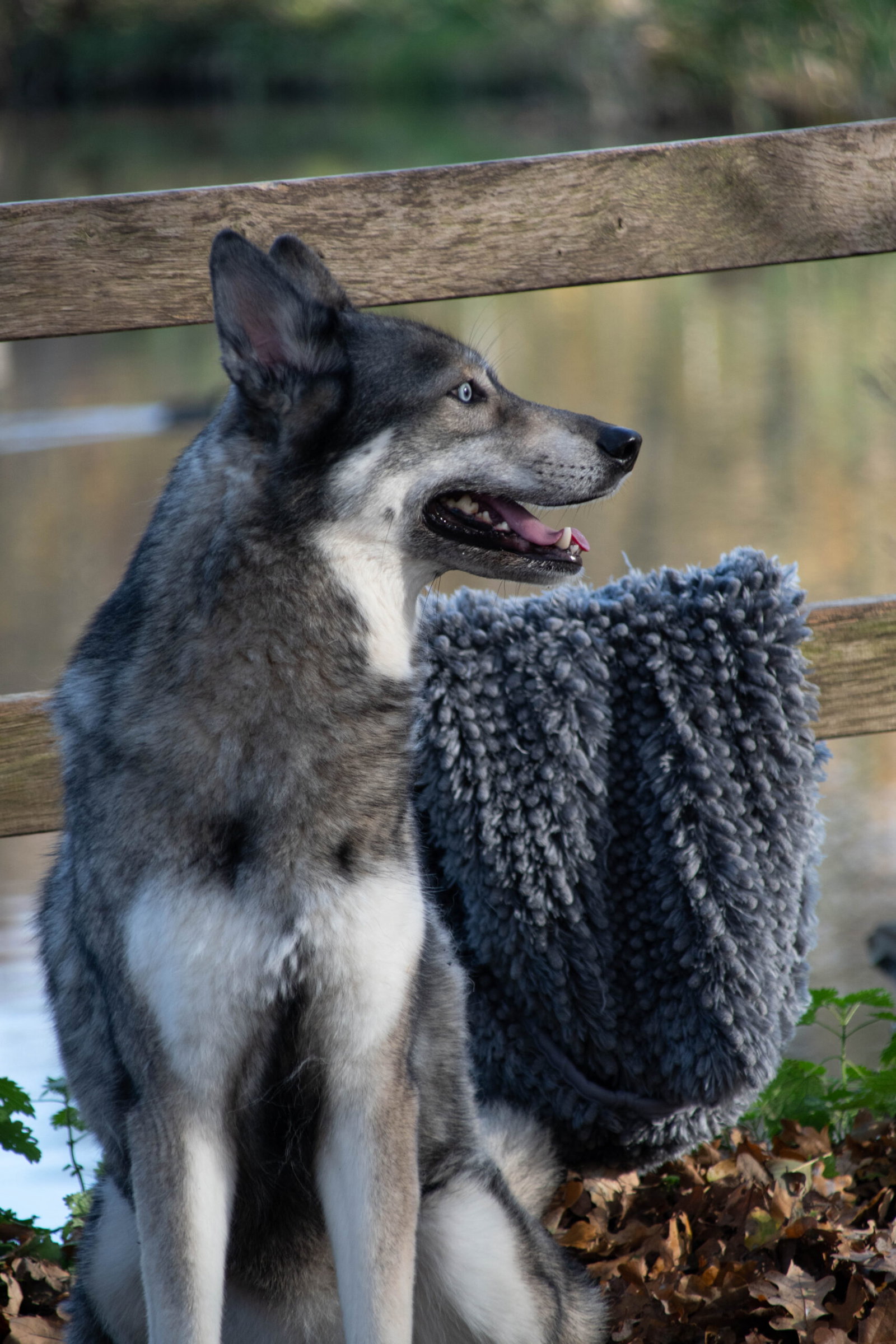 Royal Dry Handdoek Voor Honden - Afbeelding 6