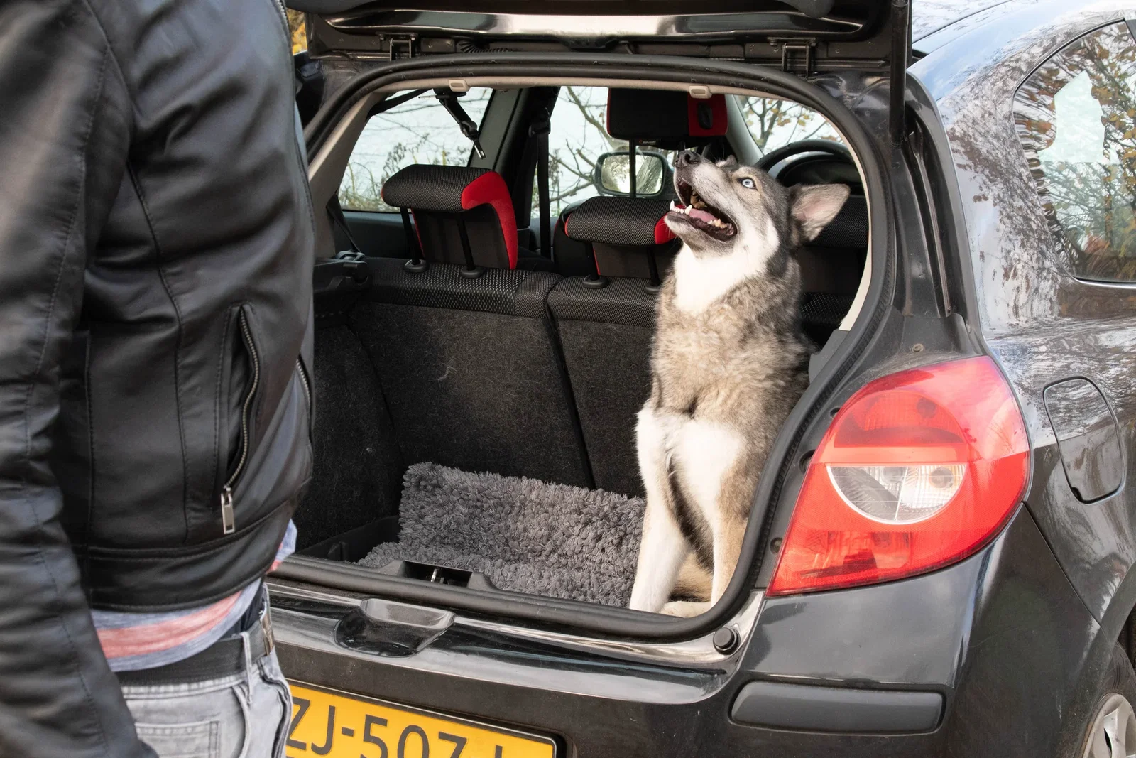 Royal Dry Deurmat Voor Honden L - Afbeelding 4