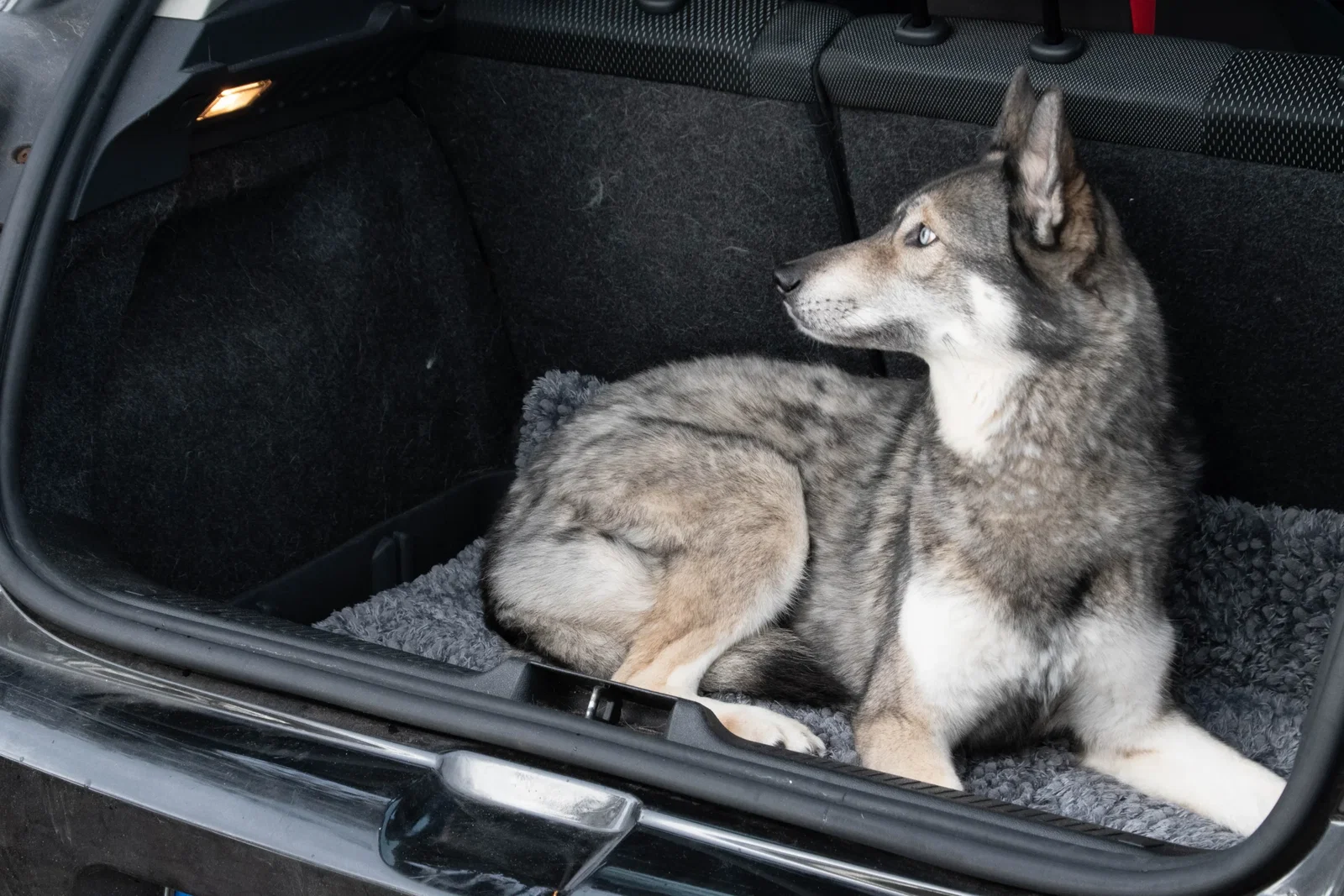 Royal Dry Deurmat Voor Honden L - Afbeelding 2